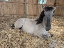 MANJA - Konik-Stufohlen, *01/2024, 135cm (gemessen)