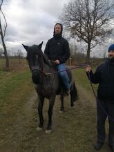 Mario 12 Jahre als bedingt reitbar 1800,-