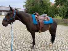 Mayatex Blanket plus Stallhalfter und Führstrick Mayatex