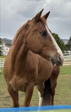Schweren Herzens suchen wir ein neues Zuhause: Unsere Appaloosa-Stute „Arizona"