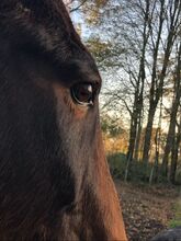 Heilkräuterkunde/ Ernährungsberatung für dein Pferd!
