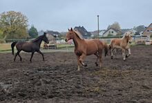 Mehrere Pflegebeteiligung/Reitbeteiligung (Pferd sucht Mensch)