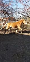Mein Name ist Whisper und suche ein neues liebevolles zu Hause
