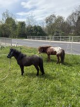 Mini Appaloosa und Össterreicher Minipferd