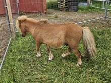 Mini pony hengst