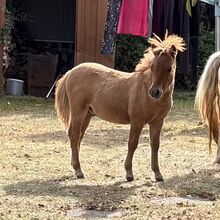 Mini Shetland Hengst