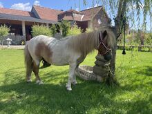 Mini shetland Pony