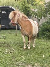 Mini shetland Pony