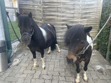 Mini Shetlandpony Stuten