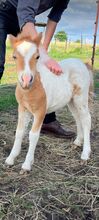 Mini Shetland Pony Deckhengst Schecke