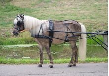 Mini Shetty Fahrgeschirr