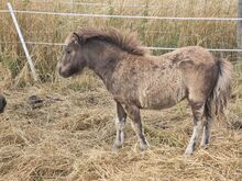 Mini Shetty Stutfohlen in schicker dunkler Jacke