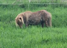 Mini Shetty Stute als Beisteller