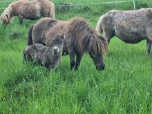 Mini Shetty Stutfohlen in schicker dunkler Jacke