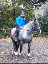 Minijob auf reiterhof