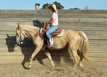 Missouri Foxtrotter Wallach, 4jährig