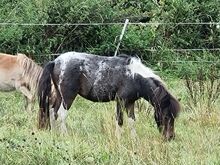 Junghengst American Miniature Horse Pintaloosa
