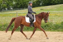 Dunkelfuchs mit Traumcharakter für Jedermann- für Sport & Freizeit