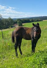 Bildhübsches, dunkelbraunes Quarter Horse Hengstfohlen