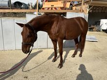 Bildschöne Beisteller/ Zuchtstute