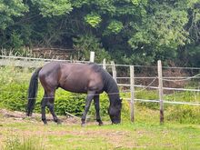 Bildhübscher, sensibler Quarter Horse Wallach mit AQHA-Papieren