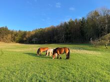 Schöne Kaltblutstute