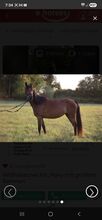 Bildschöne Ponystute