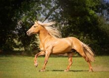 Beautiful PRE foals looking for new pastures