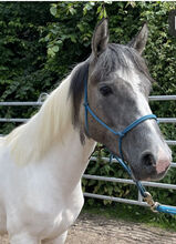 Mustang Stute Verlasspferd Schecke