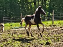 Toll gezeichneter Quarter Horse-Reitpony Nachwuchs