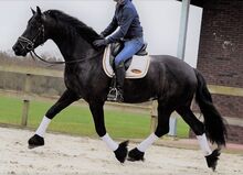 Talentierter Friesenwallach zu verkaufen