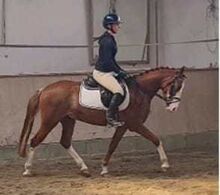 Spitzen Reitpony abstammend von FS Numero Uno x Rendezvous