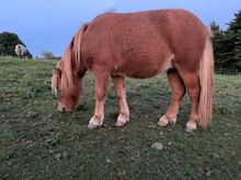 Nano - süßer Shetlandpony Jährling mit großem Herz