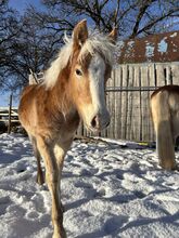 Edelbluthaflinger Nelio sucht ein neues Zuhause!