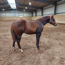 nervenstarker Quarter Horse Hengst von Born To Be Blazing
