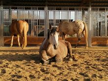 Horse Shelters & Tents