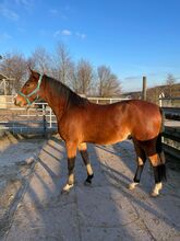Deutsches Reitpony "Henry"