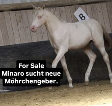 Deutsches reitpony Hengstfohlen kann ab sofort ausziehen !!