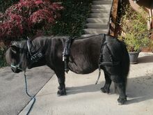 Neues Einspänner für Shetty nur zur Anprobe am Pony