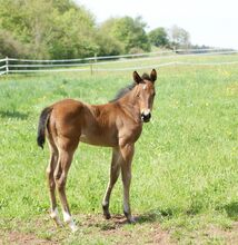 Neugieriges, gut gebautes Quarter Horse Stutfohlen