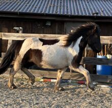 zuverlässig geritten: Funpferd für jedermann