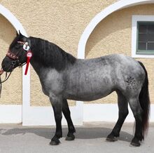 Noriker Mohrenkopf Stute (Sera)