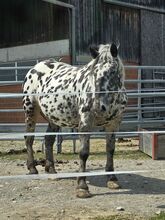 Noriker Stute