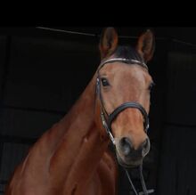 Österreichische WB-Stute