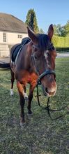 Österreichisches Warmblut *Fürstin Pasquina*