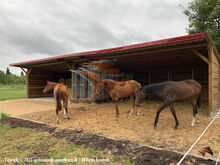 Offenstall bauen, Pferdeunterstand, Weideunterstand, Unterstand, Weidehütte pferd, Laufstall pferd, AUSSENBOXEN Pferdeunterstand