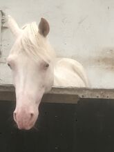 Arabian Cremello Stallion