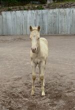 Cremello Hengstfohlen ***TOP Reining Pedigree***