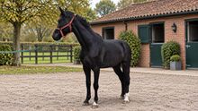 KWPN Hengst