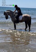 PRE Hengst - 4 jährig - 1.68 m